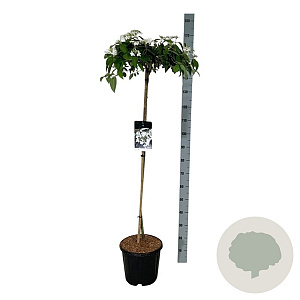 Viburnum plic. 'Watanabe' 120 cm stam 15L