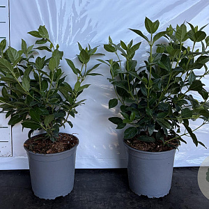 Viburnum tinus 30-40 cm 2,5L