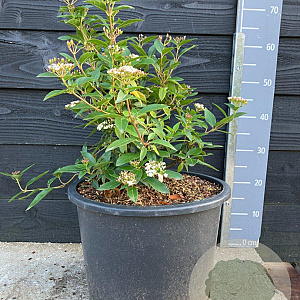 Viburnum tinus 30-40 cm 20L