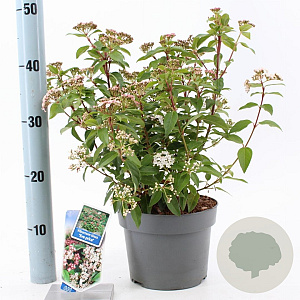 Viburnum tin. 'Eve Price' 30-40 cm 3,0L
