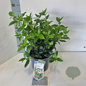 Viburnum tin. 'Eve Price' 30-40 cm 3,0L