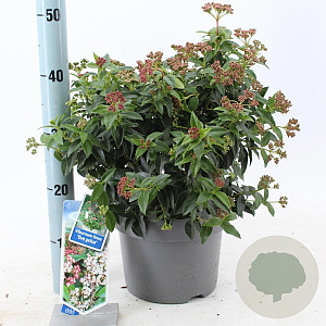 Viburnum tin. 'Eve Price' 35-45 cm 5,0L