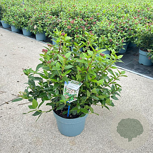 Viburnum tin. 'Eve Price' 35-45 cm 5,0L