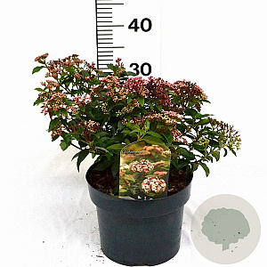 Viburnum tin. 'Eve Price' 40-50 cm 5,0L
