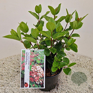 Viburnum tin. Lisarose 20-25 cm 2,5L