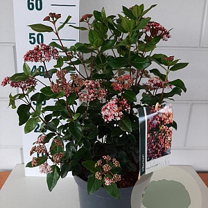Viburnum tin. Lisarose 35-40 cm 5,0L