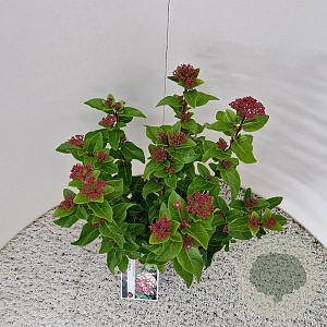 Viburnum tin. Lisarose 40-45 cm 2,5L