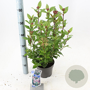 Viburnum tin. Spirit 25-30 cm 2,0L