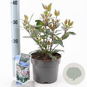 Viburnum tin. Spirit 25-30 cm 2,0L