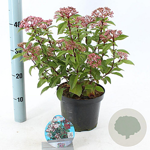 Viburnum tin. Spirit 30-35 cm 3,0L
