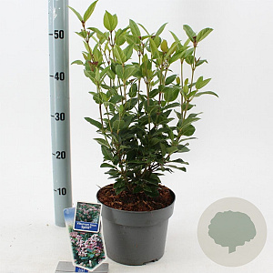 Viburnum tin. Spirit 30-35 cm 3,0L