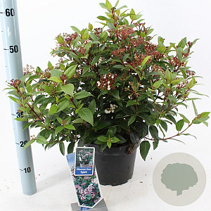 Viburnum tin. Spirit 35-45 cm 5,0L