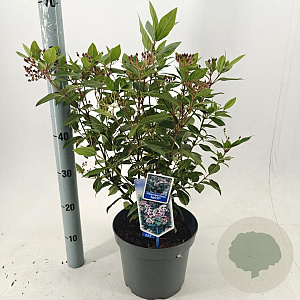 Viburnum tin. Spirit 35-45 cm 5,0L