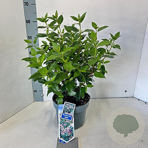 Viburnum tin. Spirit 35-45 cm 5,0L