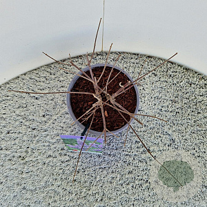 Vitex agnus-castus 15-20 cm 3,0L