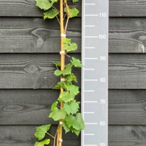 Vitis vinifera 150-175 cm vierkant rond 5,5L