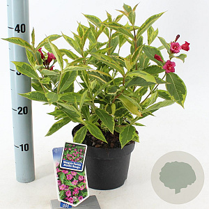 Weigela florida 'Brigela' 20-25 cm 2,0L