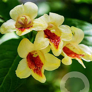 Weigela middendorffiana 100-125 cm met kluit struik