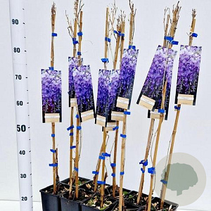 Wisteria sinensis 'Prolific' 100 cm C1.3 met stok