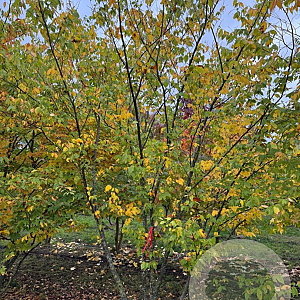 Zelkova serrata 350-400 cm draadkluit meerstammig op aanvraag
