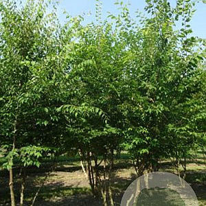 Zelkova serrata 300-350 cm met kluit meerstammig