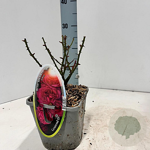 Rosa (T) Blackberry Nip 10-15 cm C1.5