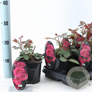 Rosa (T) Blackberry Nip 10-15 cm C1.5