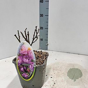 Rosa (F) Blue for You 10-15 cm C1.5