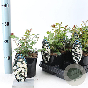 Rosa (H) Crystal Fairy 10-15 cm C1.5