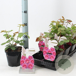 Rosa (F) Eufemia 10-15 cm C1.5