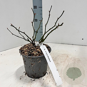 Rosa (H) Ivory Meidiland 10-15 cm C1.5