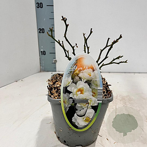 Rosa (H) Kent 10-15 cm C1.5