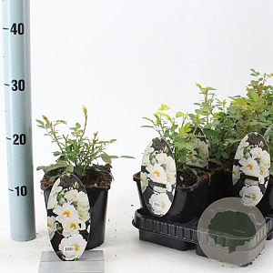 Rosa (H) Kent 10-15 cm C1.5