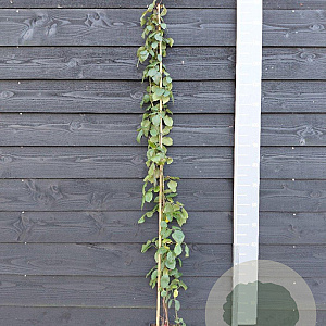 Rosa (K) 'Paul's Scarlet Climber' 150-175 cm vierkant rond 5,5L