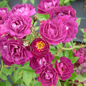 Rosa Perrenial Blue 150-175 cm vierkant rond 5,5L