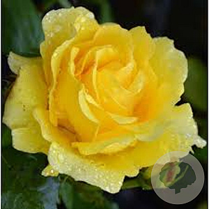 Rosa (F) Rimosa 150-175 cm vierkant rond 5,5L