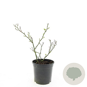 Rosa (P) 'Rote The Fairy' GM 1.5