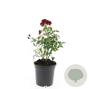 Rosa (P) 'Rote The Fairy' GM 1.5