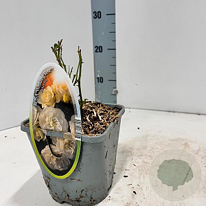 Rosa (F) Wedding Rose 10-15 cm C1.5