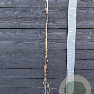 Actinidia a. 'Weiki' 150-175 cm vierkant rond 5,5L