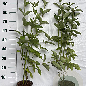 Cornus alba 60-80 cm 2,0L