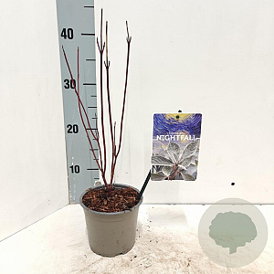 Cornus alba Nightfall 25-30 cm P12