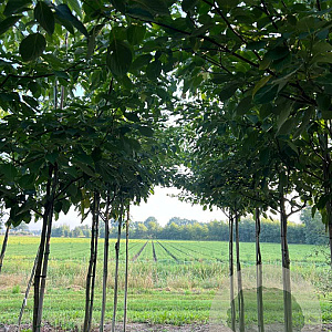 Cornus controversa 10-12 HO draadkluit
