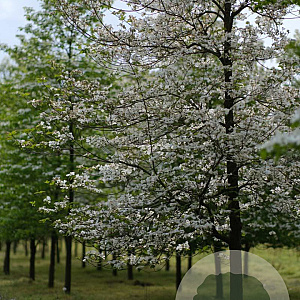 Cornus florida 20-25 HO draadkluit