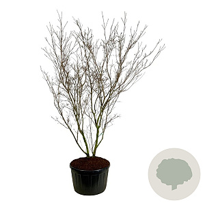 Cornus k. 'China Girl' 250-300 cm cont. 285L solitair