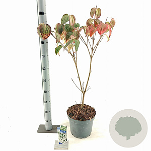 Cornus k. 'Schmetterling' 60-80 cm 7,5L