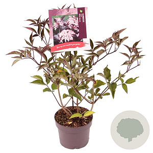 Sambucus nigra Black Beauty 40-50 cm 3,0L