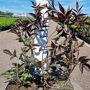 Sambucus nigra Black Beauty 40-50 cm 3,0L