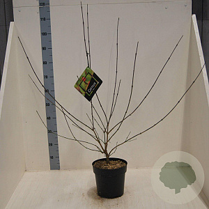 Cornus mas 80-100 cm 6L meerstammig