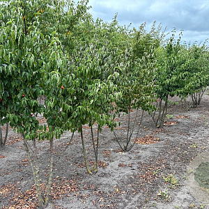 Cornus mas 175-200 cm draadkluit struik op Stam